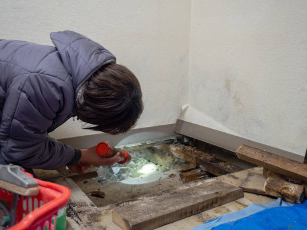 Best Environmental Consulting for Mold Prevention  in Saltillo, MS