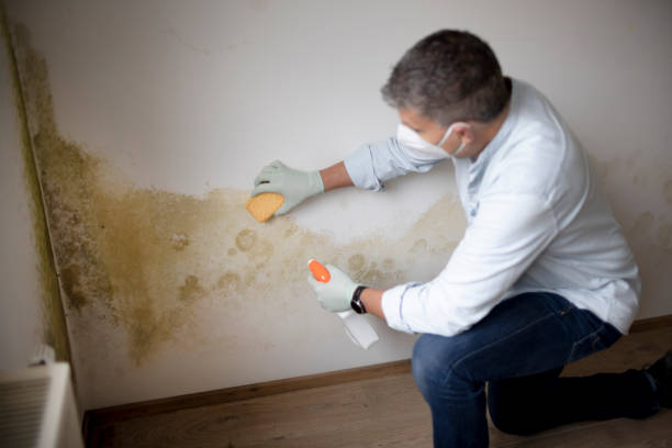 Best Mold Documentation for Insurance Claims  in Saltillo, MS