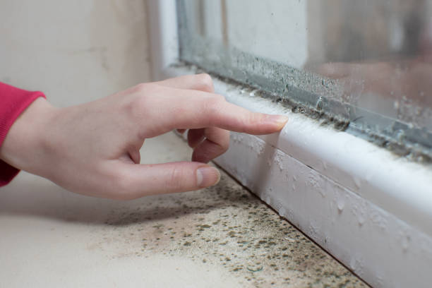 Best Attic Mold Removal  in Saltillo, MS